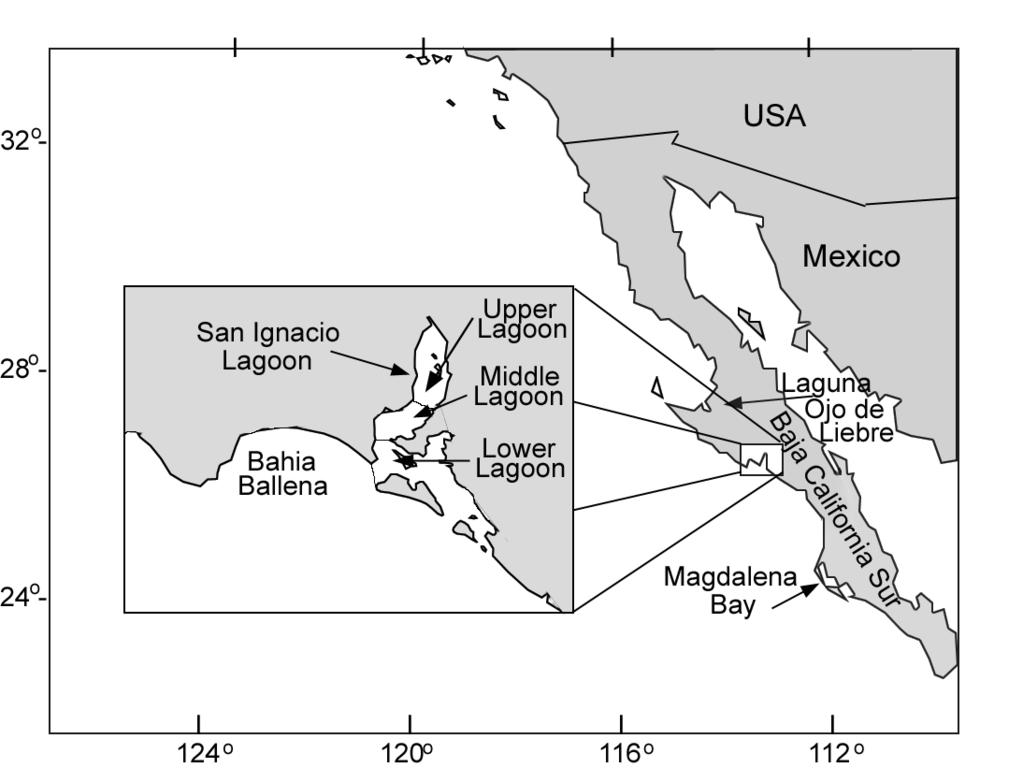 2 MATE et al.: USING SATELLITE TELEMETRY FOR GRAY WHALES entrance were actually inside or outside the lagoon.