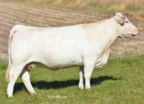 Donor Dams Lot 17 daughter CCF MS BUD 0908 P ET 02/01/2009 EF1102563 POLLED SCHURRTOP 5627 M411450 LT CHAP S LADY 2170P SCC MS BUD 418-1128 ET F945574 RC MS BUD 418 POLLED BW: 82 lbs EPDs: 1.7 1.
