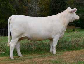 Her dam, the famous SCC Ms Bud 418-1128 ET also sold that day to Hansen Charolais for $10,500.