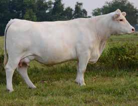 Hobbs selected this female from the entire Hale Farms herd on her own merits and then discovered she was a full sister to his choice of the herd that went into the 2011 National Sale!