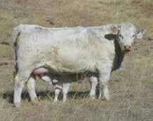 The Eaton family only offers this selection once a year and always in Denver during the National Charolais Sale.