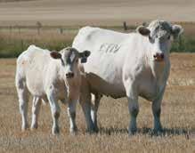 There are the following females in that herd that rank in the TOP 25% of the breed; for Birth Weight EPD there are 730 females in the top 25%, for Milk 1,175 females, for MCE 888 head and for Total