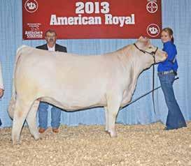 This tremendous female got everybody s attention during the 2012 Northern Exposure Sale when she commanded $9,000 at auction selling from Wal-Mar Charolais to Taylor Goering.