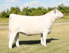 0 There has never been a more successful genetic mating in the history of the breed for show ring success and money making ability! This mating has risen to the top of the Charolais mountain top.
