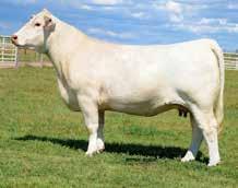 PLATINUM 20K JBJ BLIZZETTE 724 BW: 86 lbs ADJ.WW: 765 lbs R: 127 EPDs: 2.4 2.2 53 74 3 5.3 29 1.0 Selling ½ interest and full possession, after show career in complete!