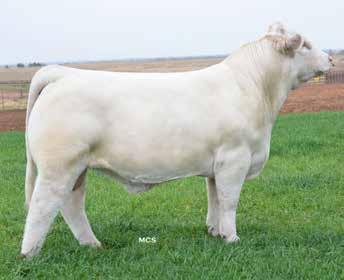 This herd sire has won many shows and many breeders over to his side, for his young Junior Charolais breeder Mason Lewis. MLL Project Fire was the Iowa Champion Bull at the 2013 Iowa State Fair.