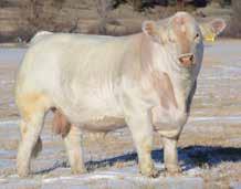 By the 2013 National Western, he came back to Denver as one of the most massive and athletic Charolais bulls many had seen.