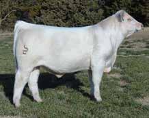 For Silver Spur Ranches, Encore s value is not in the show ring. Instead, his value comes as a bull that is adding muscle, volume, fleshing ability, and bone to his offspring.