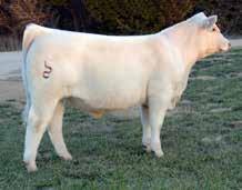 Their 2014 Pen-of-Bulls will all be Encore sons. These bull calves will exceed your phenotypic expectations and their real value comes as outcross sires to most of the pedigrees in the breed today.