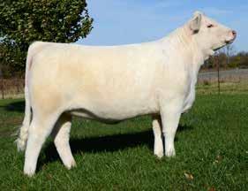 Only for an event like the National Charolais Sale would Jeannine and Jason part with this future donor deluxe!
