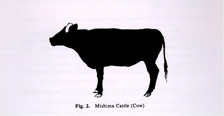 5. Heifers were sired at more than 24 months of age for the first calving, while young bulls were used at three years of age for service, and bulls of five years of age were able to serve 80 females