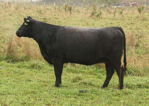 3 WW 38 YW 75 MM 12 TM 31 YG 37 Lot 30 - Brantnor Erica 12H Bull calf born????, 2009, Tattoo: UG 11W Sire: Emblazon (reg #) Very nice cow with a top notch bull calf by Emblazon at her side.