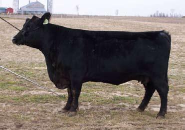 BLACKCAP 0038 OF G U 2009 EPDs BW 5.7 WW 53 YW 89 MM 22 TM 49 YG 37 Blackcap is a quiet, great pedigreed, powerful yearling heifer with a 205 day index of 105 and gain index of 126.
