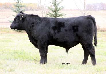 His Dam is a picture perfect daughter of Basin Prime Cut 354K, a featured sire at Peak Dot Ranch and a bull that has done a consistent job of producing good females at First Line Angus.