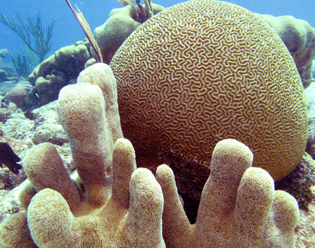 Water as Habitat Coral Reefs