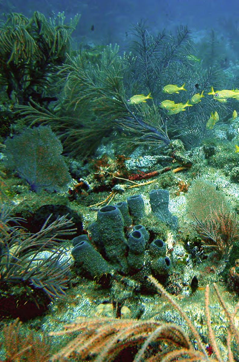 Florida s Coral Reefs Tiny animals, some smaller than a button are responsible for creating some of the ocean s most important and impressive habitats coral reefs.