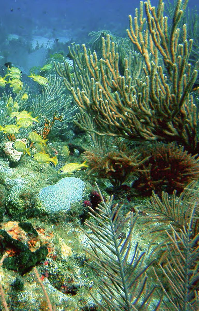 Dangers to Coral Many things threaten the world s coral reefs. Pollution from sewage and farm runoff triggers deadly coral diseases.
