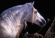 in proportion to the horse s size, rises from its base and becomes narrower towards the head.