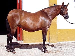 itself is significantly lower than the withers and the hind quarters