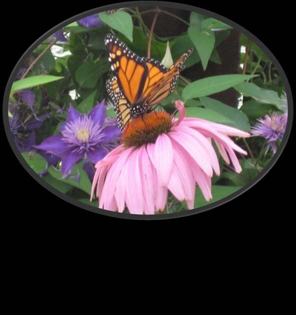 If you live close enough, the butterflies can be picked up. If you are not close enough, we will need to ship them.