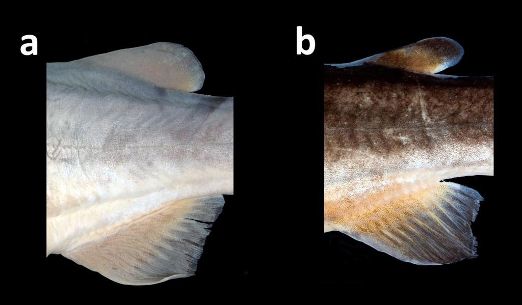 Ng: Status of the Catfish Mystus wolfii in Singapore Fig. 3. Adipose fins of: a, Mystus wolffii, ZRC 53387, 141.0 mm SL; b, M. gulio, ZRC 52087, 157.4 mm SL, to show differences in shape.