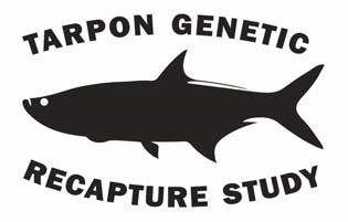 Tarpon (Megalops atlanticus) Genetic Recapture Study FWC CONTRACT NO.