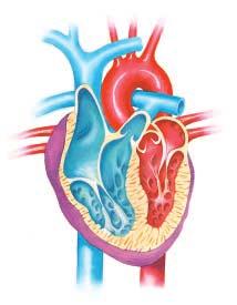 Blood from the body Blood to body Blood to lungs Blood from lungs Figure 26 The heart is responsible for moving blood throughout the body.