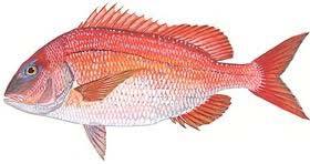 Red porgy Catch of red porgy was greatest in statistical zone 32, which was the only zone where kept catch exceeded discards (Figure 8).