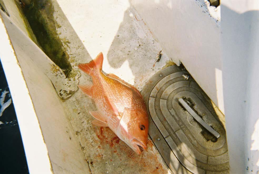 Red Snapper Catch of red snapper was greater in statistical zones 30 and 31 with discards far exceeding kept catch (Figure 12).
