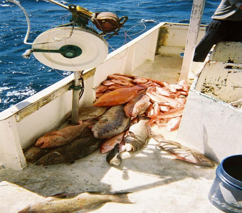 A Continuation of Catch Characterization and Discards within the Snapper-Grouper Vertical Hook-and-Line Fishery of the South Atlantic United States NOAA/NMFS Award Number NA08NMF4540399