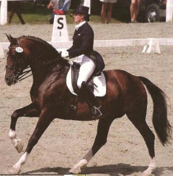 The picture to the left is a saddle that allows her to sit in her natural aerobic frame; shoulder-hip-heel, which has resulted in relaxation for horse and rider, correct reciprocal action of the