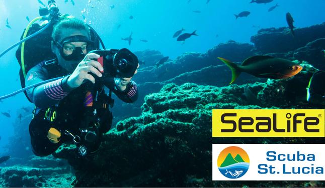 Lucia, in collaboration with SeaLife Cameras, will be hosting four specialty weeks in 2017 dedicated to underwater photography.