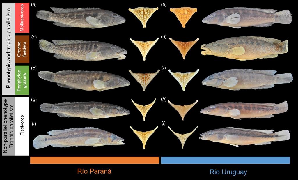 Fig. 4. Parallel and non-parallel evolution of ecomorphs in the Uruguay and Paraná River species flocks. Parallel evolution of molluscivores: Crenicichla tesay (a) and C.