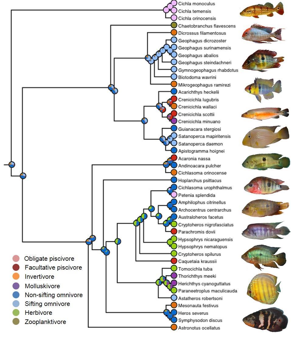 Figure S3. Maximum likelihood ancestral state reconstruction showing the evolution of trophic guild among Neotropical cichlids. Pie diagrams show the likelihood of each character state at each node.
