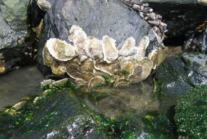 hard substrate (e.g., other oyster shell).