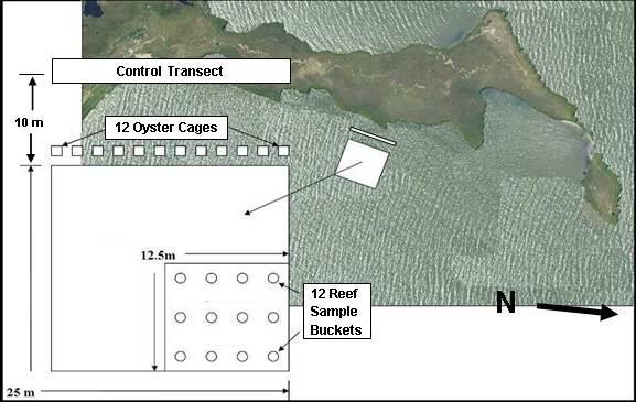 According to the National Oceanic and Atmospheric Administration s Chesapeake Bay Program Classification Scheme, Indian River Bay is classified as highly to very highly enriched (Scotto et al.