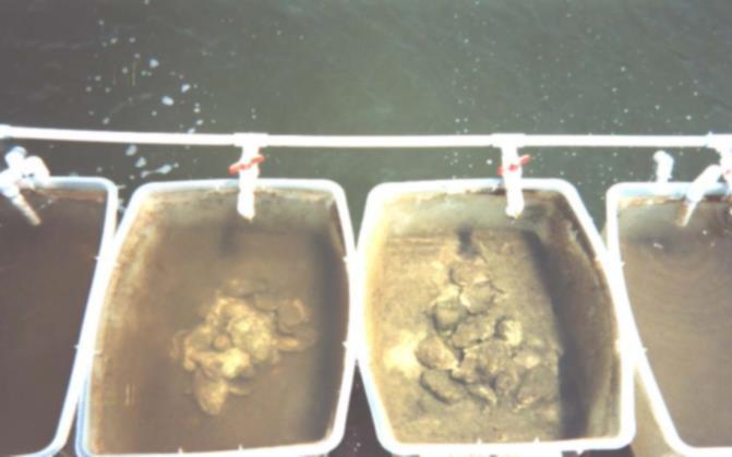 P a g e 9 1 2 3 4 Figure 3.. Visible differences in water transparency due to oyster filtration occurring within a flow-through system. Tanks 1 & 4 provide neither structure nor bioactivity.