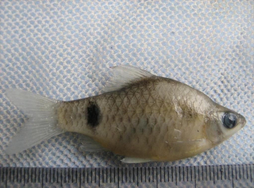 68 Int. J. Fish. Aquaculture. Figure 2. A specimen of one spot barb fish, Puntius terio (Hamilton). Table 1. Morphometric observation of Puntius terio (Hamilton).