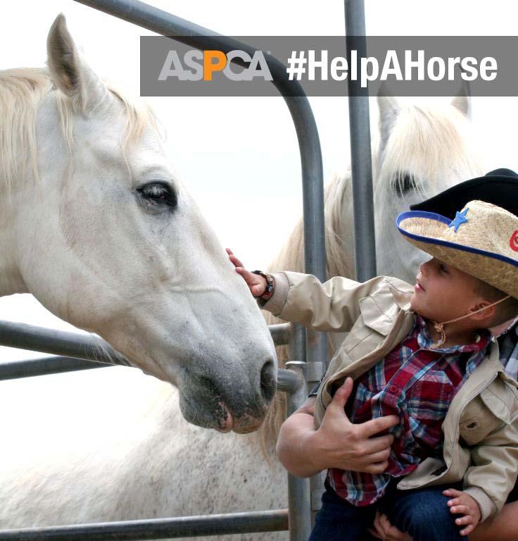 How to Save Horses Through ASPCA Help a Horse Day 2017 5 th Year
