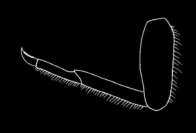 A double row of long setae (hairs) on inner margin of fore legs (Figure 4.28)... 11 Figure 4.28: Leg of Isonychia sp.