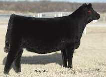 3A OSU CURRENCY 8173 Selling a full sister and three
