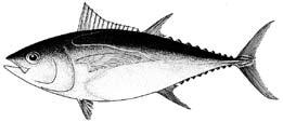 3 The tuna species of major commercial importance in the Pacific Islands Region Tuna species Typical size captured Important aspects Skipjack 40 70 cm Skipjack are caught mainly on the surface by