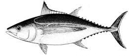 In the WCPO, the skipjack biomass is greater than that of the other three main tuna species combined.