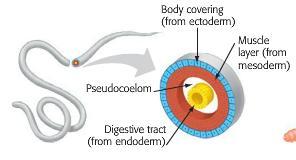animals have three layers of tissue. Ecto = outer. Ectoderm = outer skin.