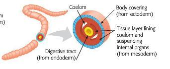 Endoderm makes the gut. Pocket lined by mesoderm is called a coelom.