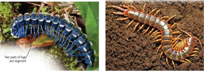 Arthropods: Millipedes and Centipedes Millipedes are among