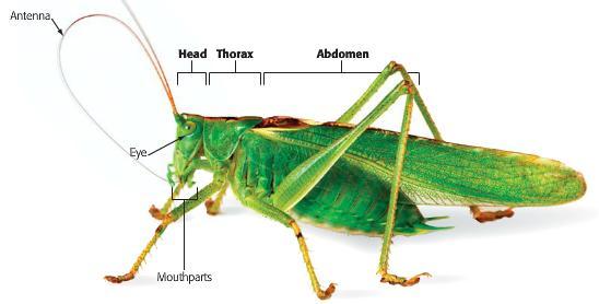 Arthropods: Class Insecta Have 3 pairs of legs no more, no fewer.