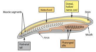 Phylum Chordata This is our phylum! It includes the vertebrates, animals with backbones.