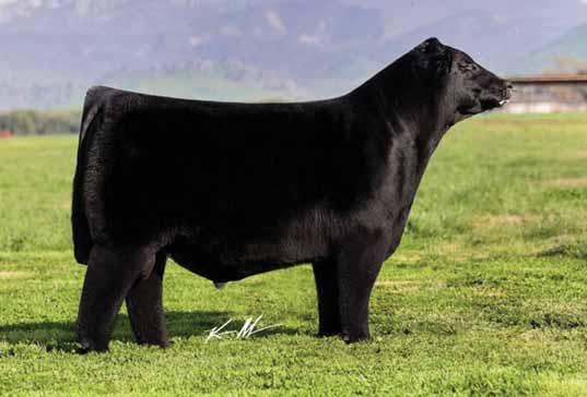 Selling Choice of 2 embryo heifer calves It is no secret that we look at a lot of cattle, sort through a lot of stock for sales and write a lot of footnotes.