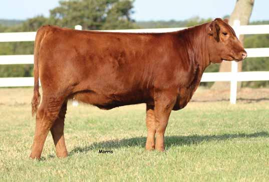 Red Angus Open Heifers // Lot 9 9 PBRS Cinnamon 717 RED ANGUS COW PLD / RED 02.01.17 PBRS 717 RAAA 3747665 EPD 3-0.5 56 88 22 1-10 - 22 0.24-0.04-0.